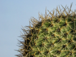 Kaktus 360x270.png